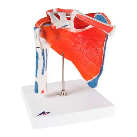 Fabrication Enterprises 3B Anatomical Model - Shoulder Joint with Rotator Cuff 12-4525